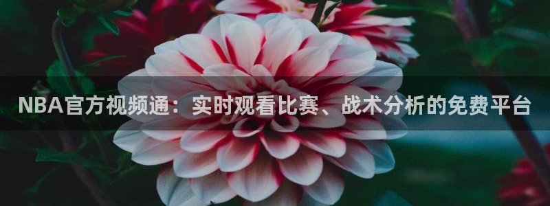 鲸鱼体育免费观看入口：NBA官方视频通：实时观看比赛、战术分析的免费平台