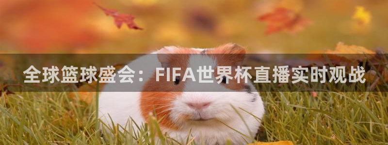 鲸鱼免费体育直播：全球篮球盛会：FIFA世界杯直播实时观战