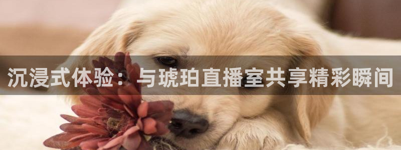 鲸鱼直播足球：沉浸式体验：与琥珀直播室共享精彩瞬间