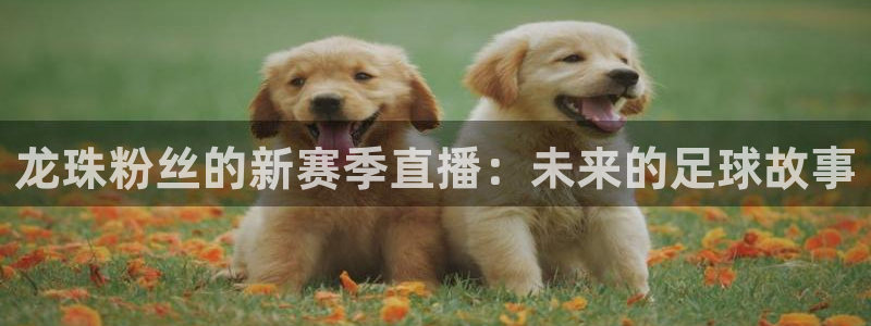 鲸鱼体育直播app下载：龙珠粉丝的新赛季直播：未来的足球故事